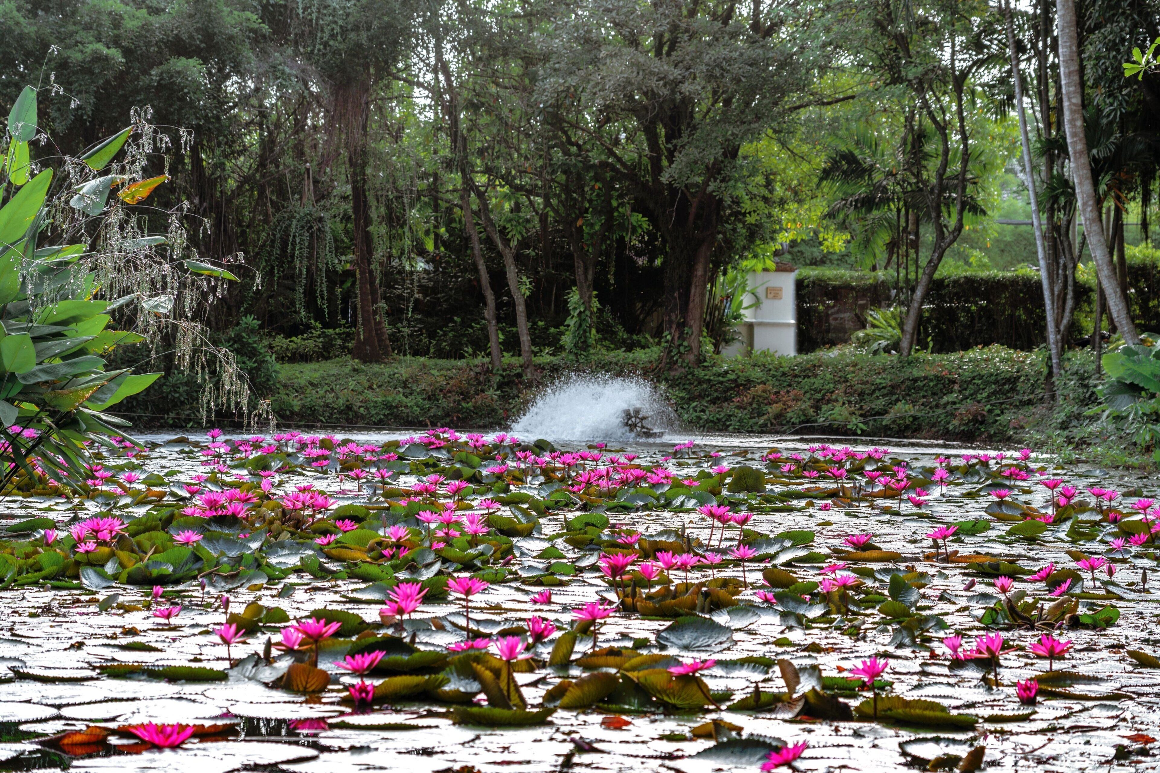 Ein friedlicher Garten mit einem Teich, der von rosafarbenen Seerosen und üppigem Grün bedeckt ist.