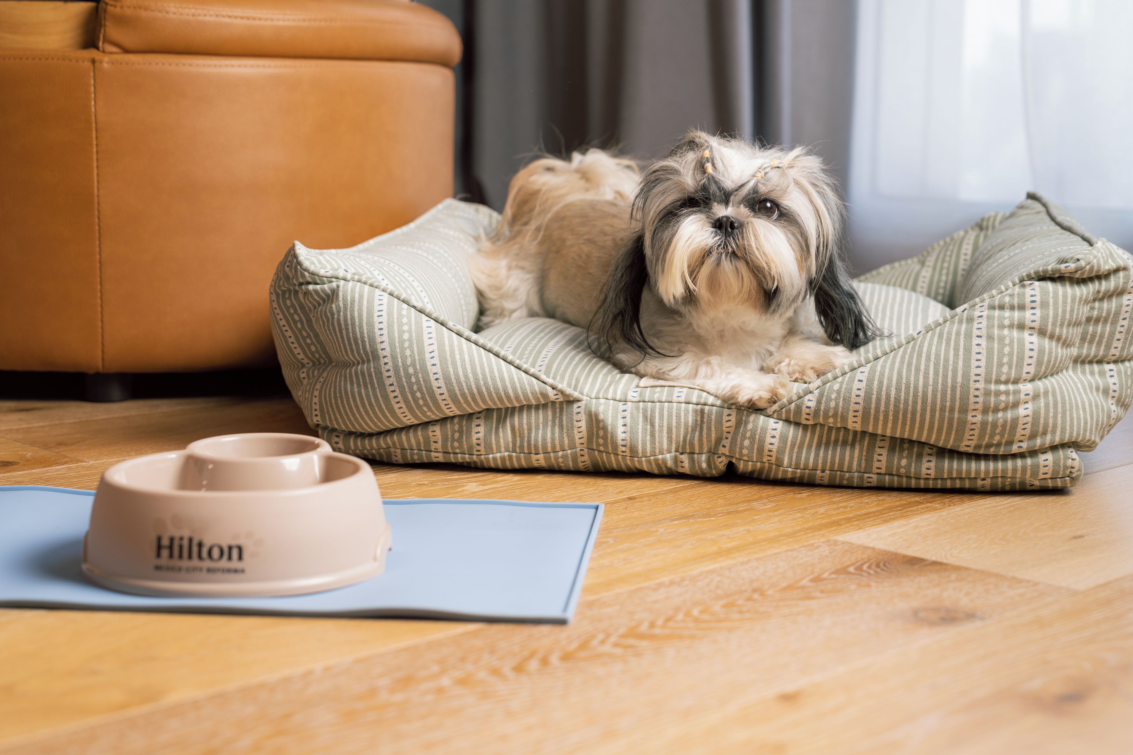 A dog resting on a striped cushion on a wooden floor, with a pillow and a bowl in the foreground.