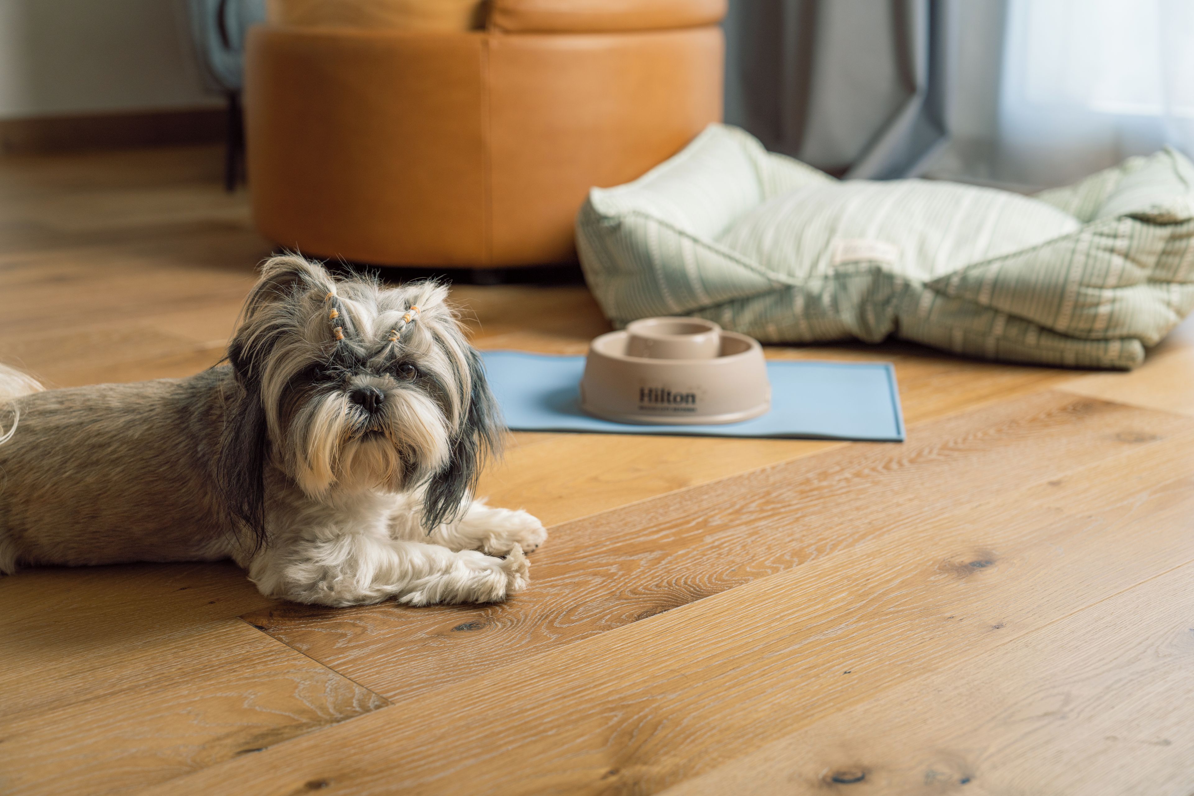 A dog lying on a wooden floor with a pillow and a Hilton-branded pillow in the background.