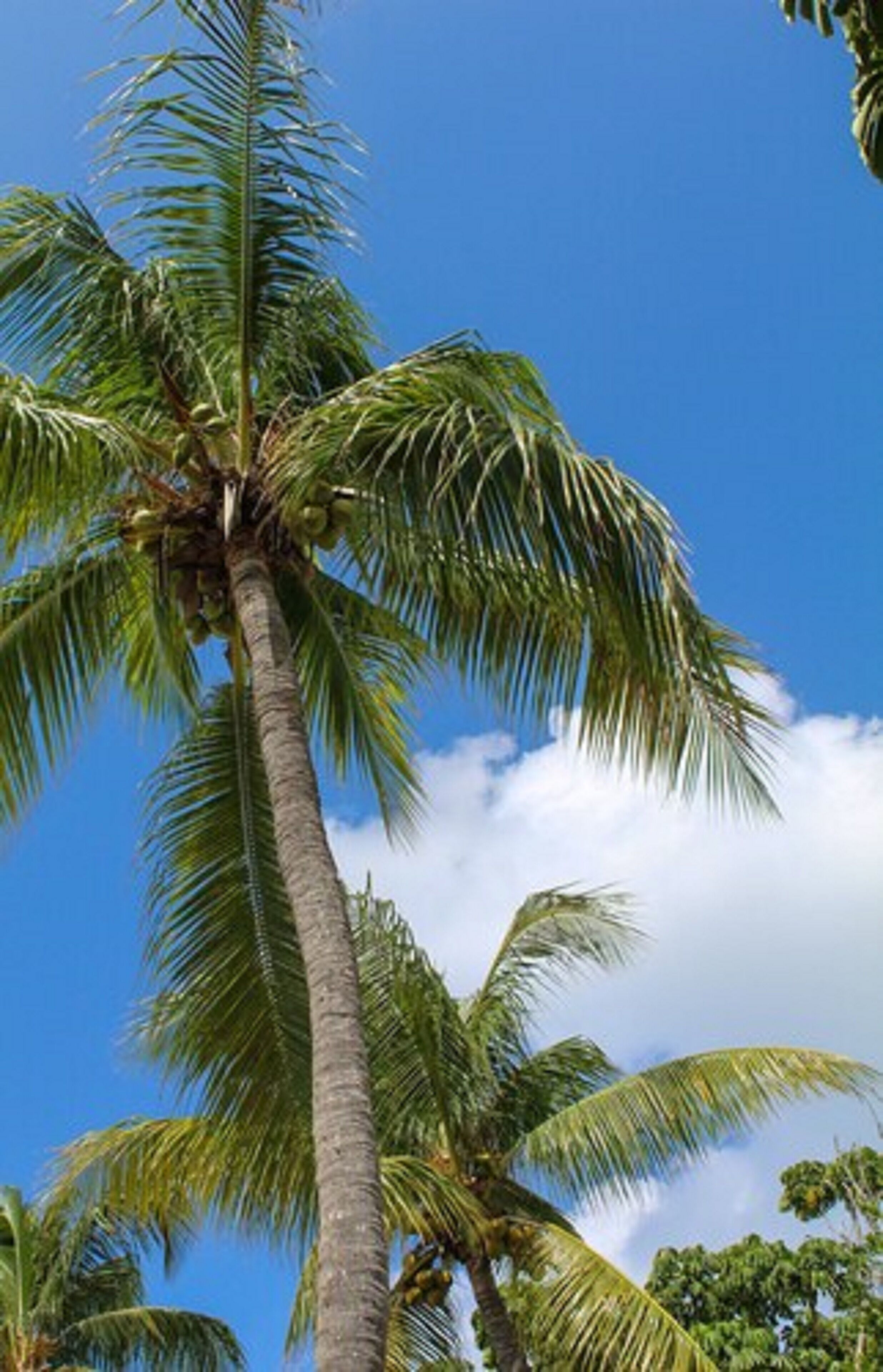 Een hoge palmboom met een helderblauwe lucht erachter.