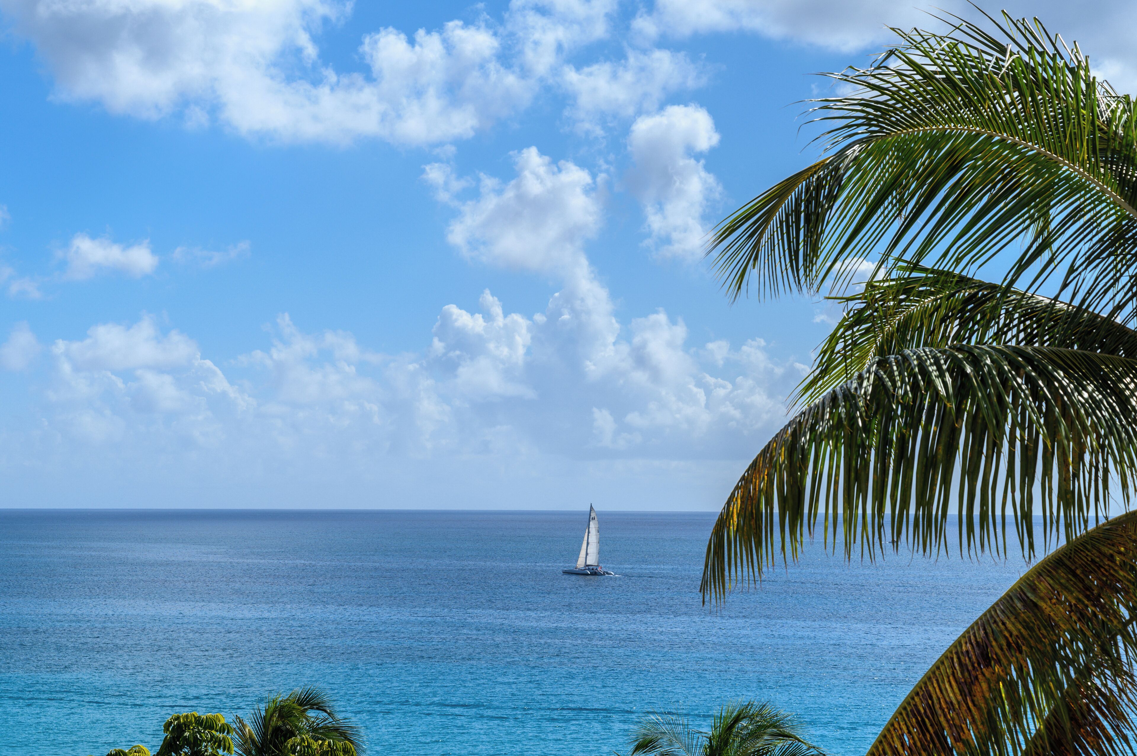 A sailboat on the ocean with a clear sky and palm trees in the foreground.