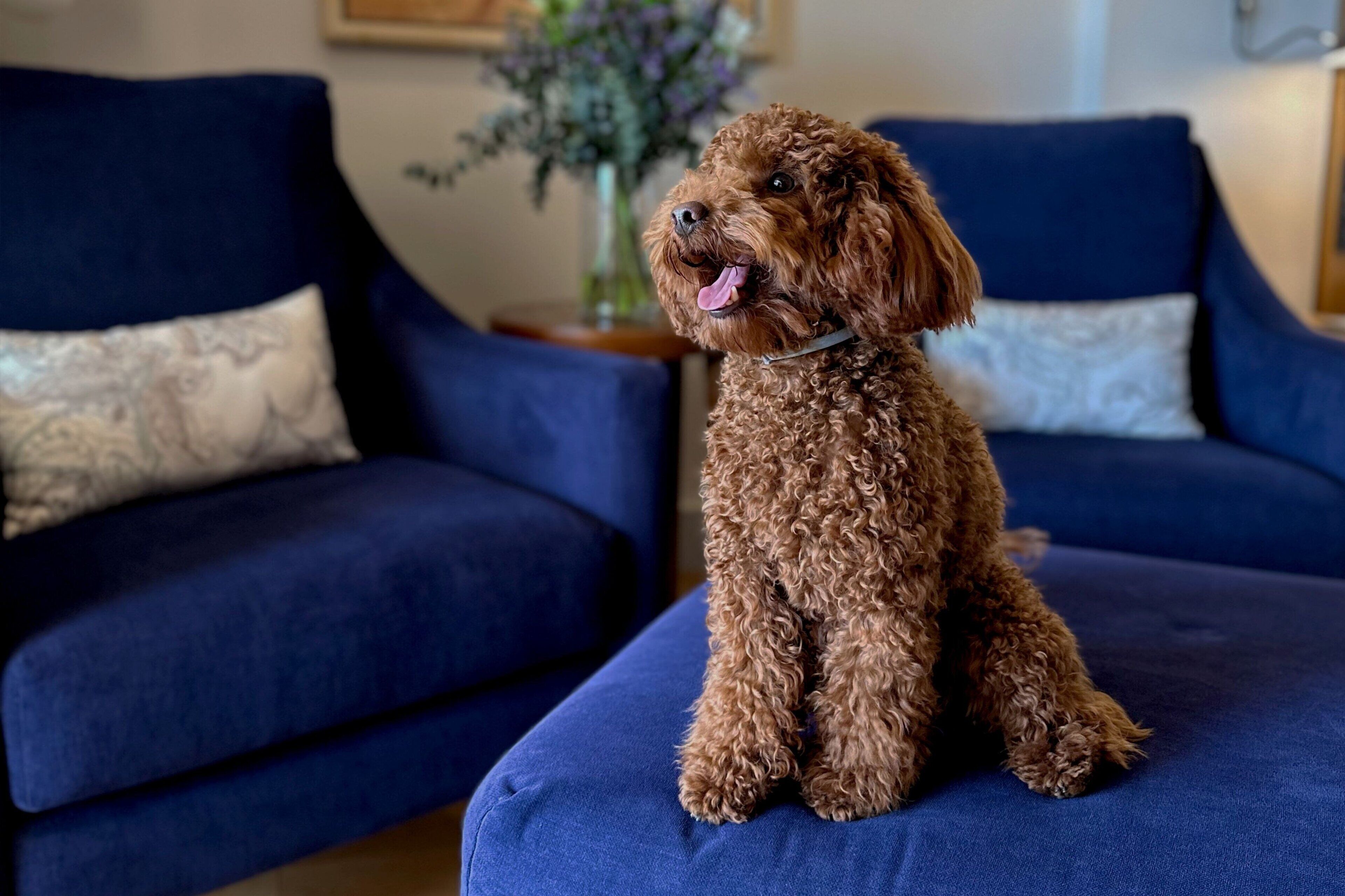 A small brown dog sitting on a blue sofa with a white cushion.