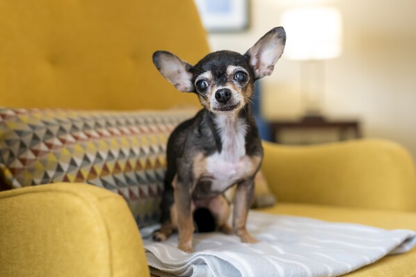 Huisdieren toegelaten