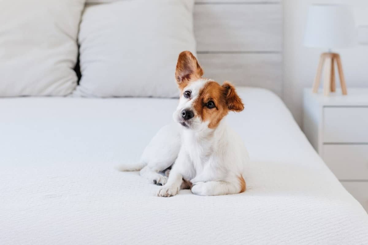 A dog sitting on a white bed in a bedroom with a wooden headboard and a bedside table with a lamp.