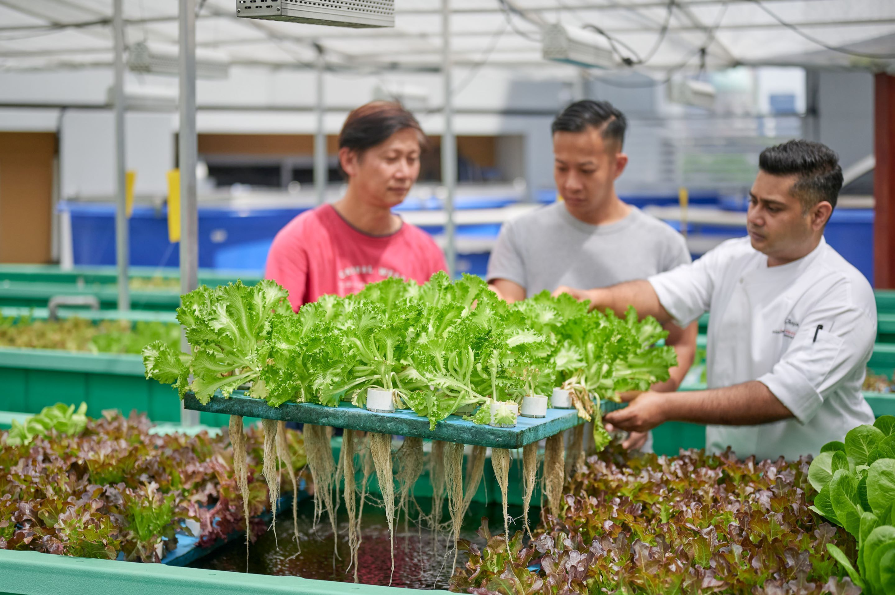 A hydroponic garden with leafy greens and a person tending to the plants.