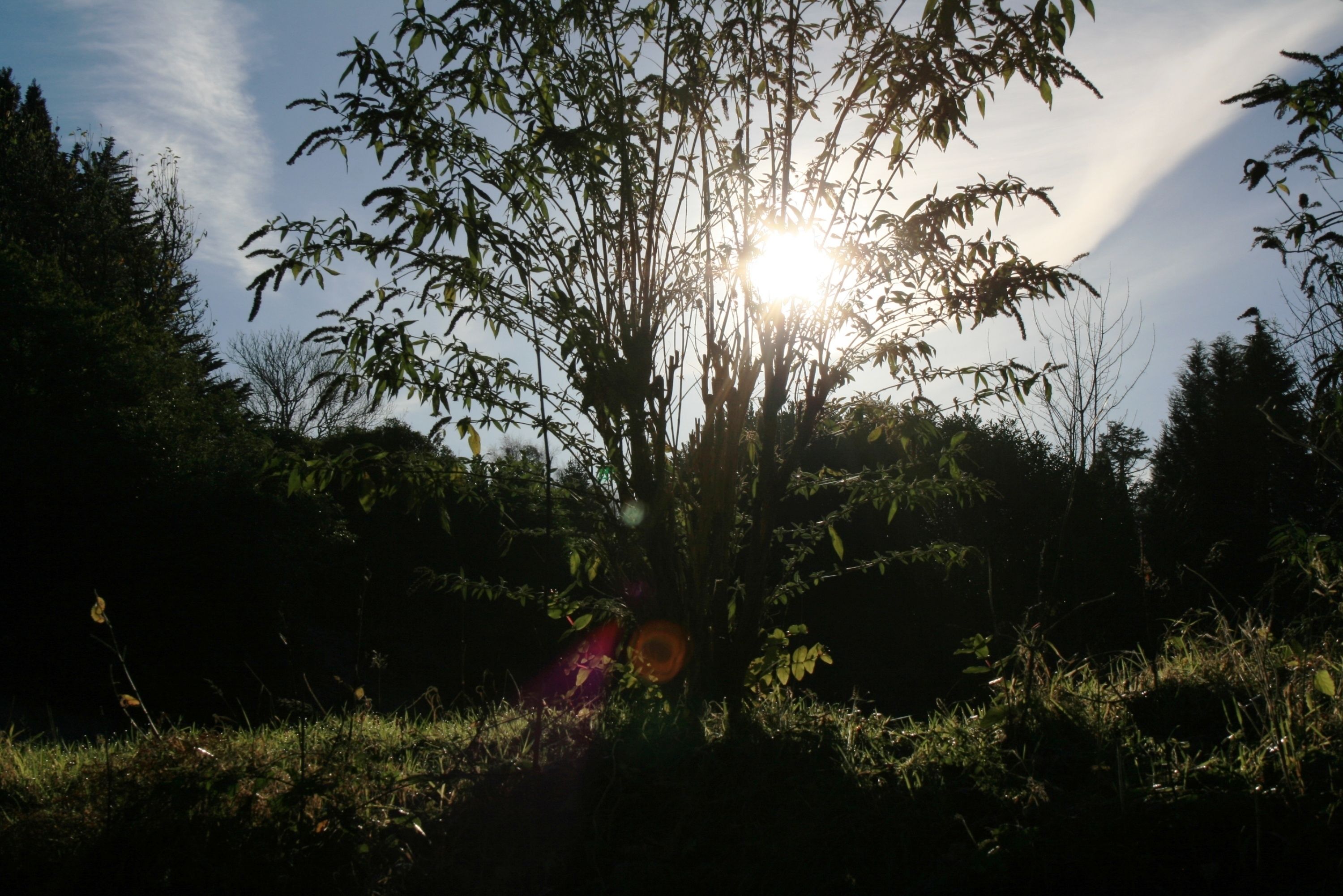 A tree with sunlight filtering through its leaves.