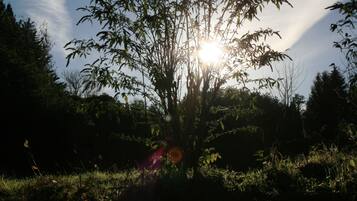 A tree with sunlight filtering through its leaves.