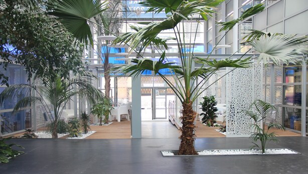A modern indoor atrium with a central palm tree, surrounded by various plants and a decorative white wall.
