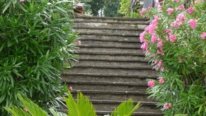 Een trap omgeven door weelderige begroeiing en roze bloemen.