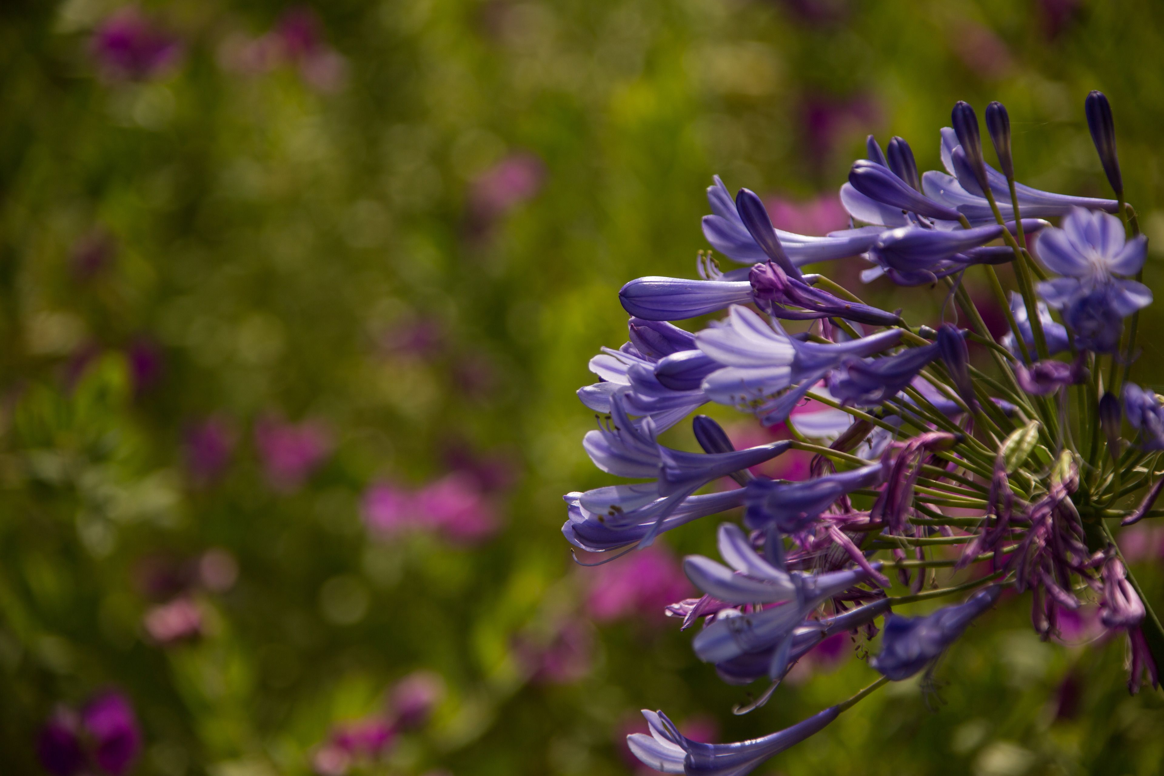 Primer plano de flores moradas sobre un fondo verde desenfocado.