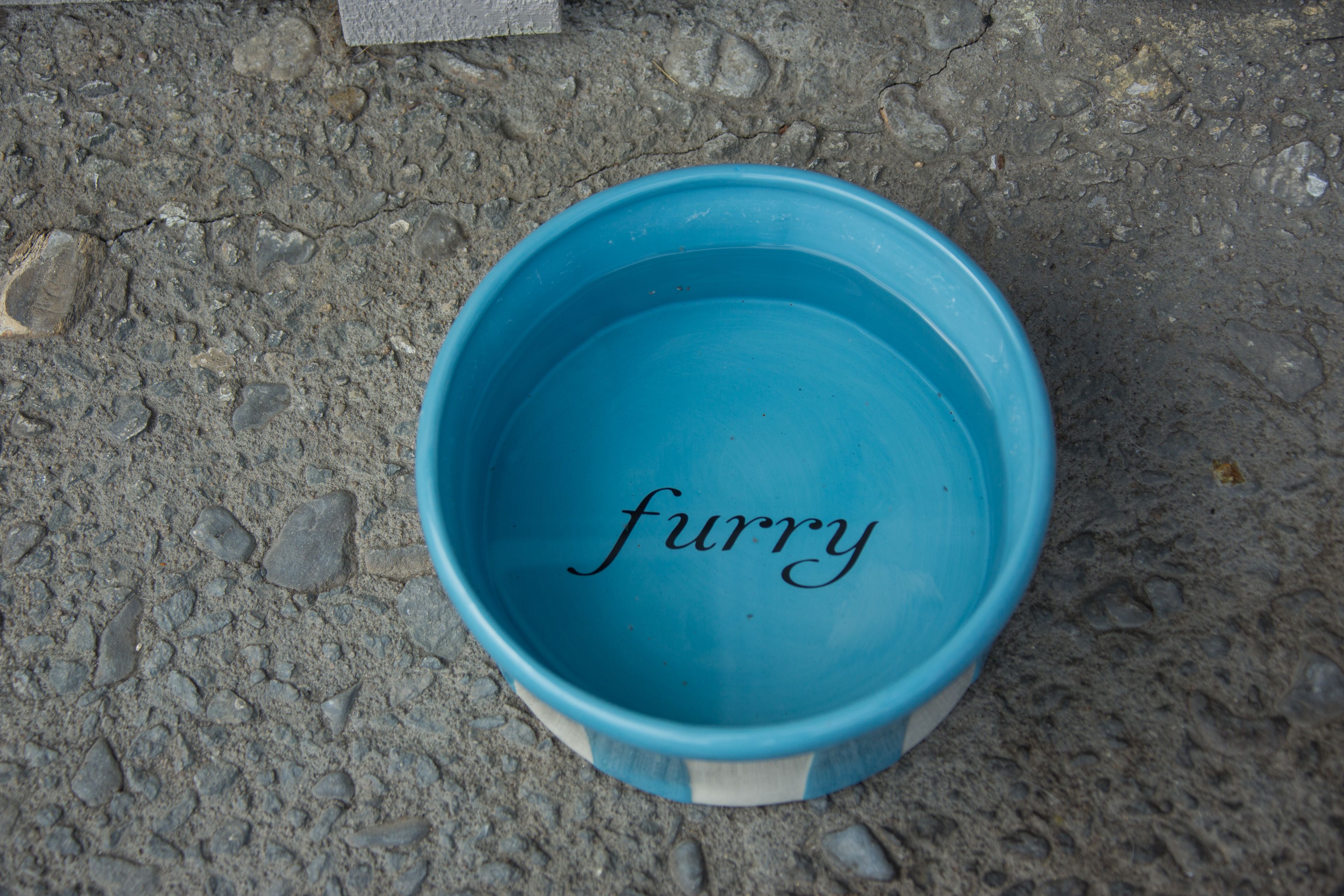 A blue bowl with the word "furry" on it.
