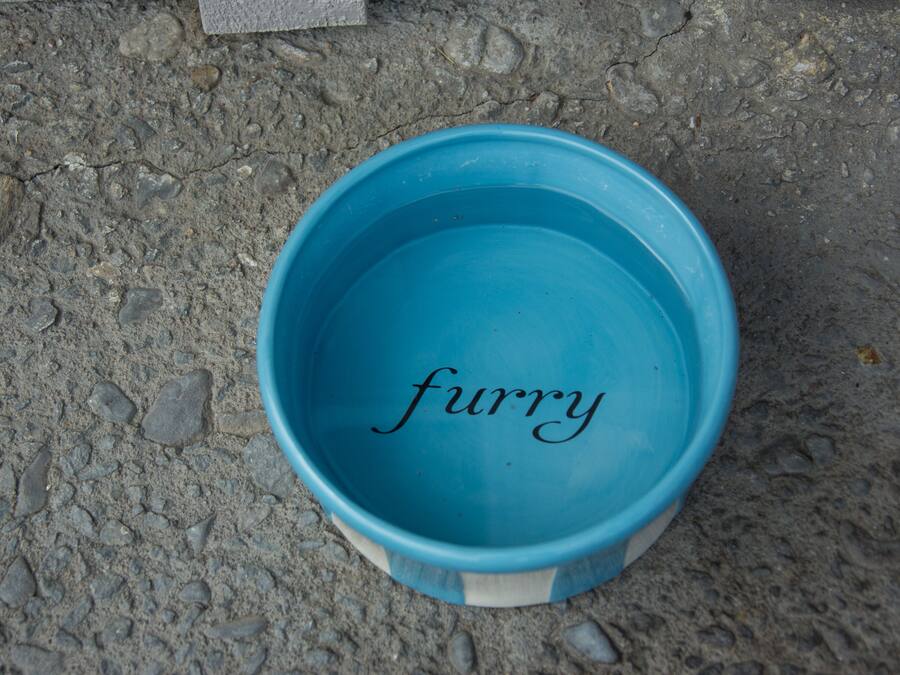 Un bol blau amb la paraula 'furry' escrita en ell.