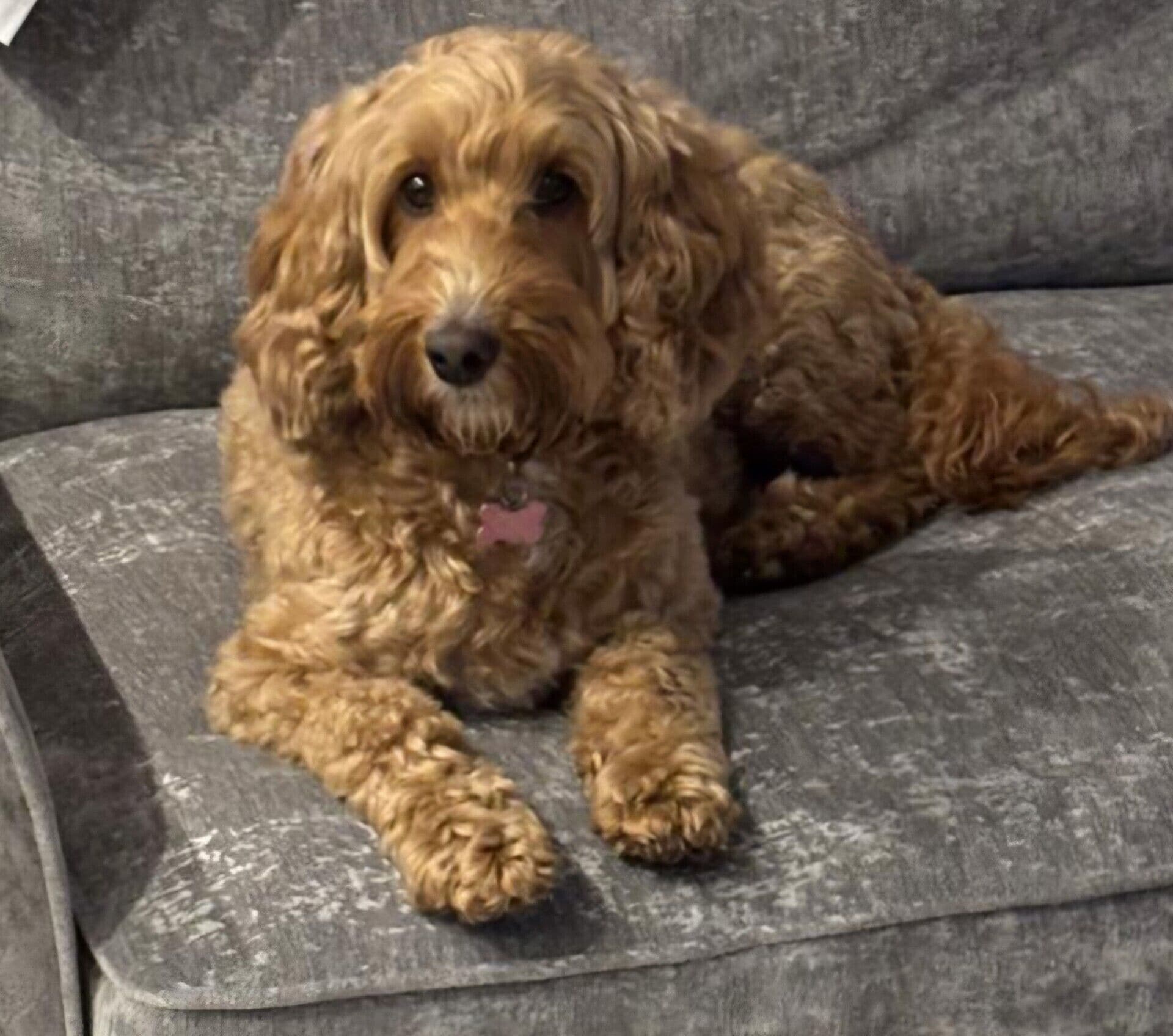 A dog lying on a grey couch.