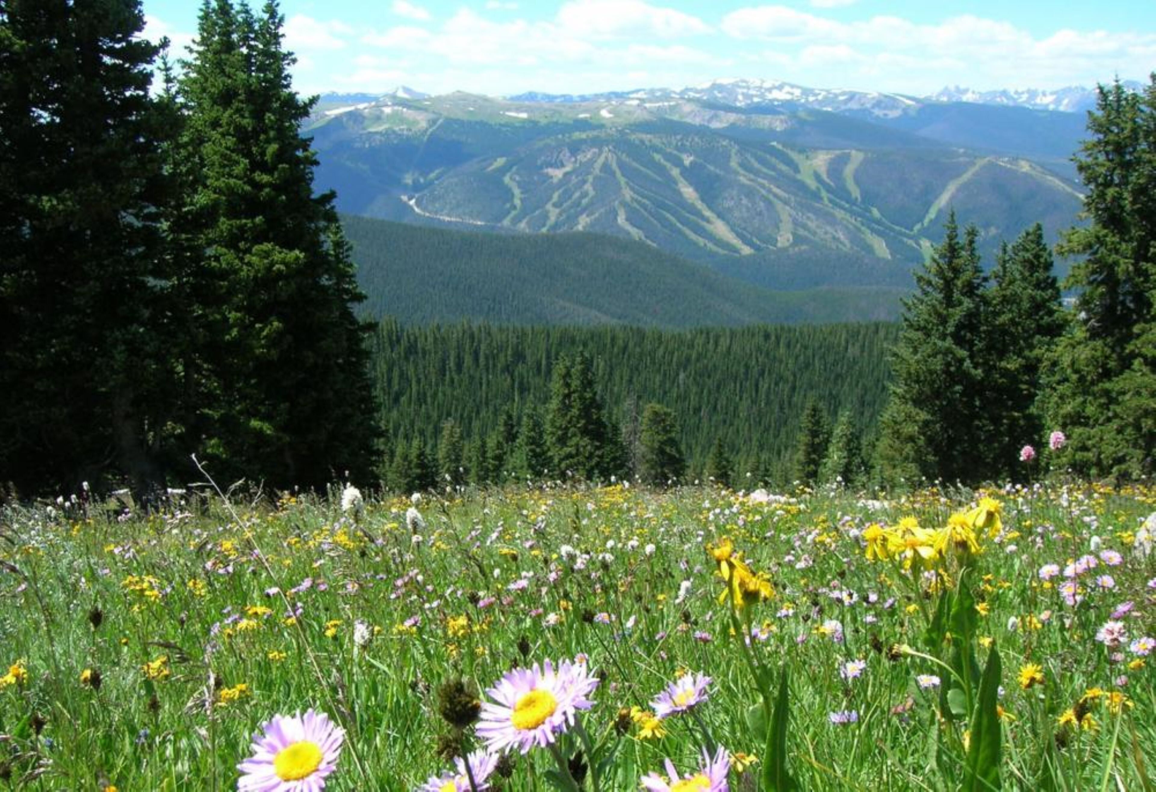 A meadow with wildflowers and a mountain range in the background.