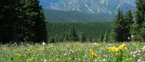 A meadow with wildflowers and a mountain range in the background.