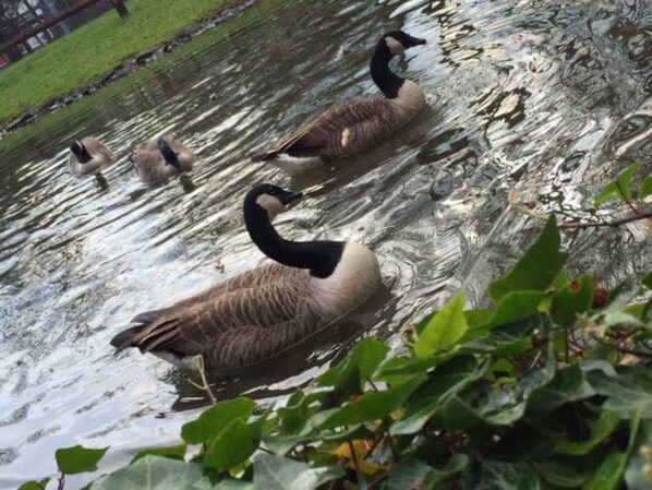 Three geese swimming in a body of water with a grassy area in the background.