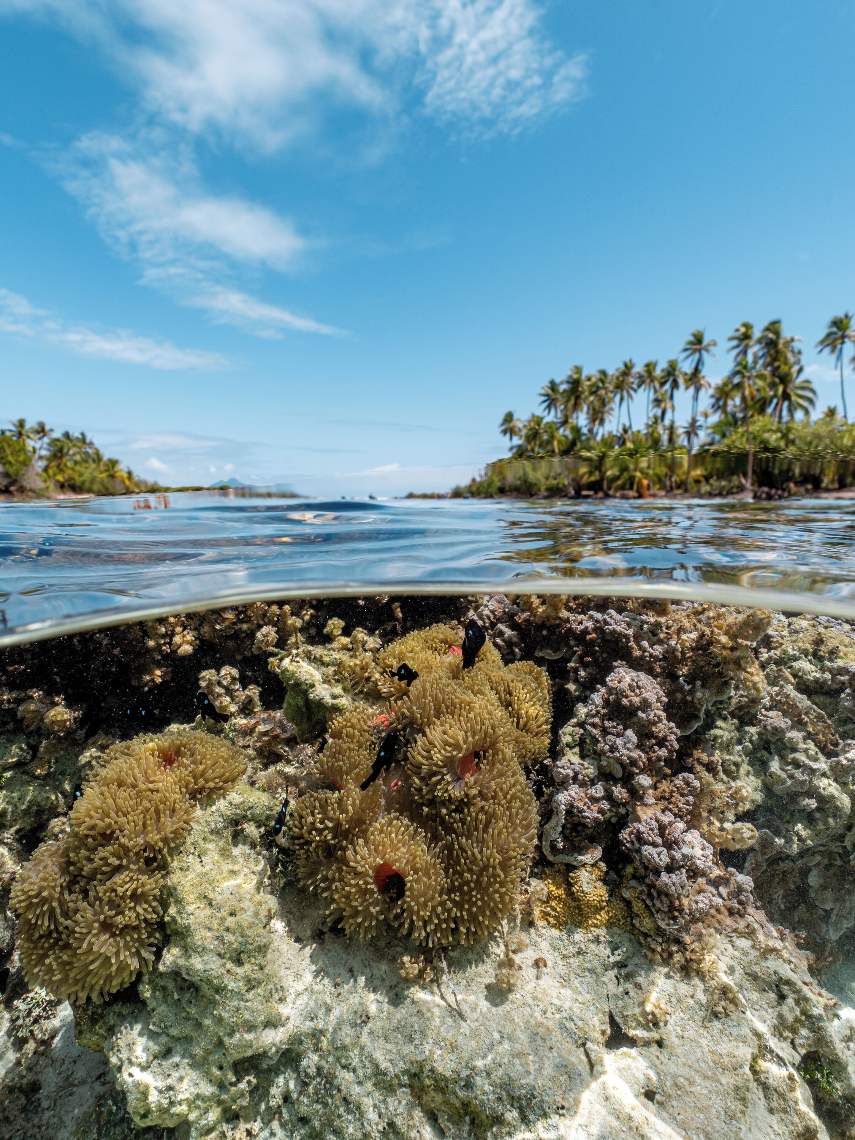 A coral reef with diverse marine life and a clear view of the ocean and palm trees in the background.
