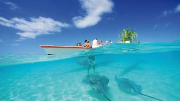 A boat with people on a clear turquoise sea, a small island with palm trees, and stingrays swimming near the surface.
