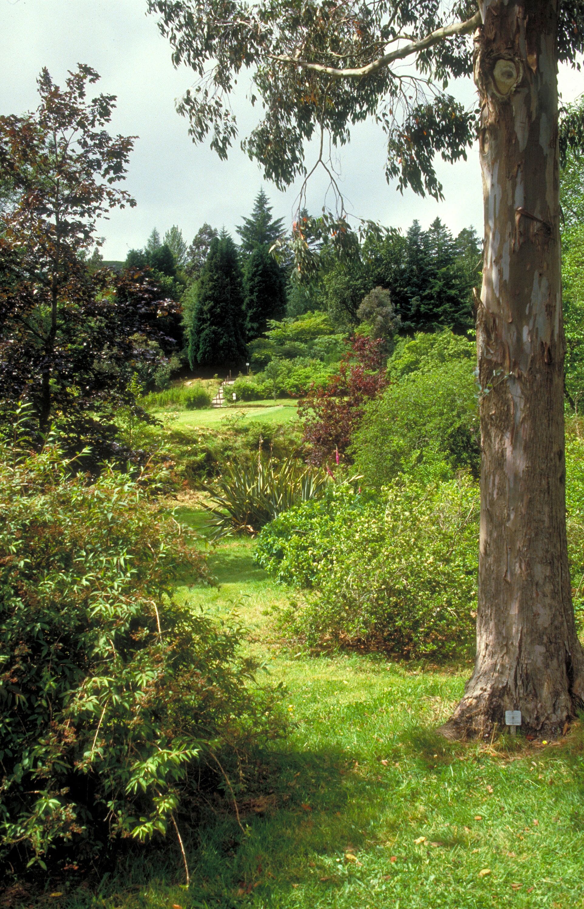 Paisaje natural con diversidad de árboles y arbustos, una zona cubierta de césped y un sendero que atraviesa la vegetación.