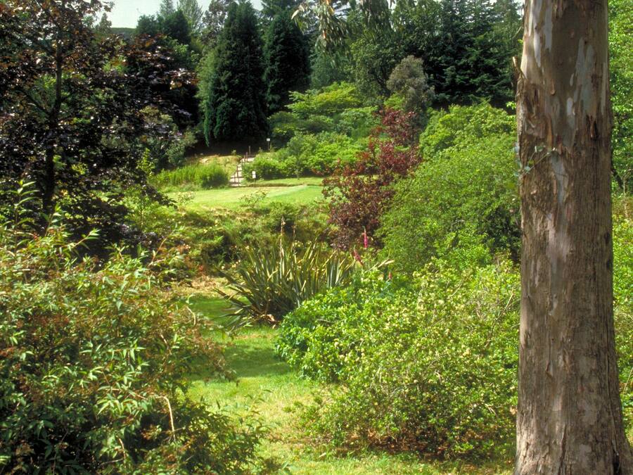 Paisaje natural con diversidad de árboles y arbustos, una zona cubierta de césped y un sendero que atraviesa la vegetación.