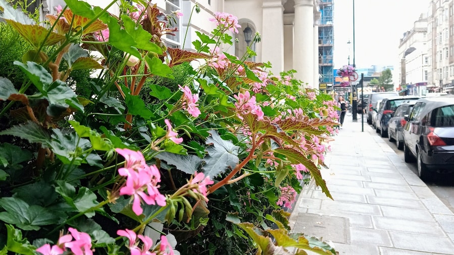 Edward Hotel Paddington