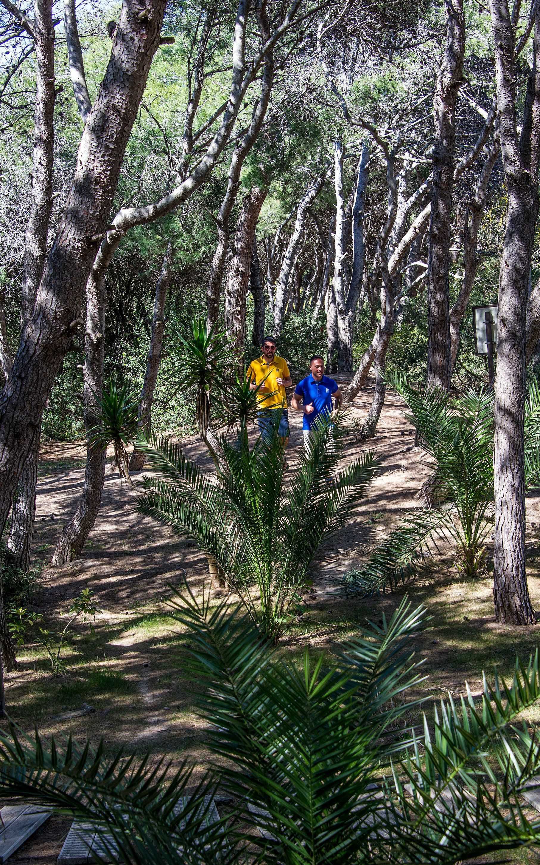 A pathway through a forested area with trees and greenery.