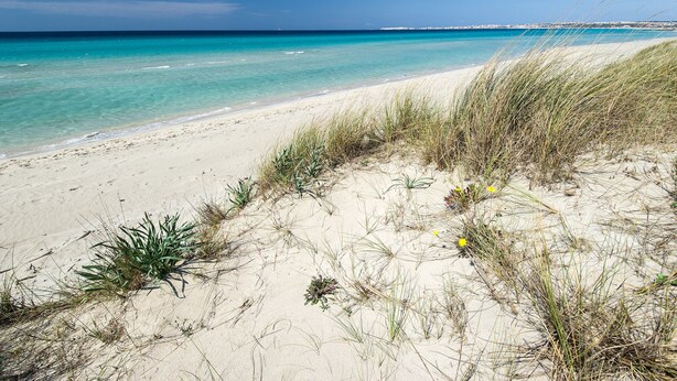 Una playa con agua turquesa cristalina, orilla arenosa y vegetación escasa.