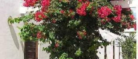 Um edifício com fachada branca e uma planta trepadeira verde com flores vermelhas.