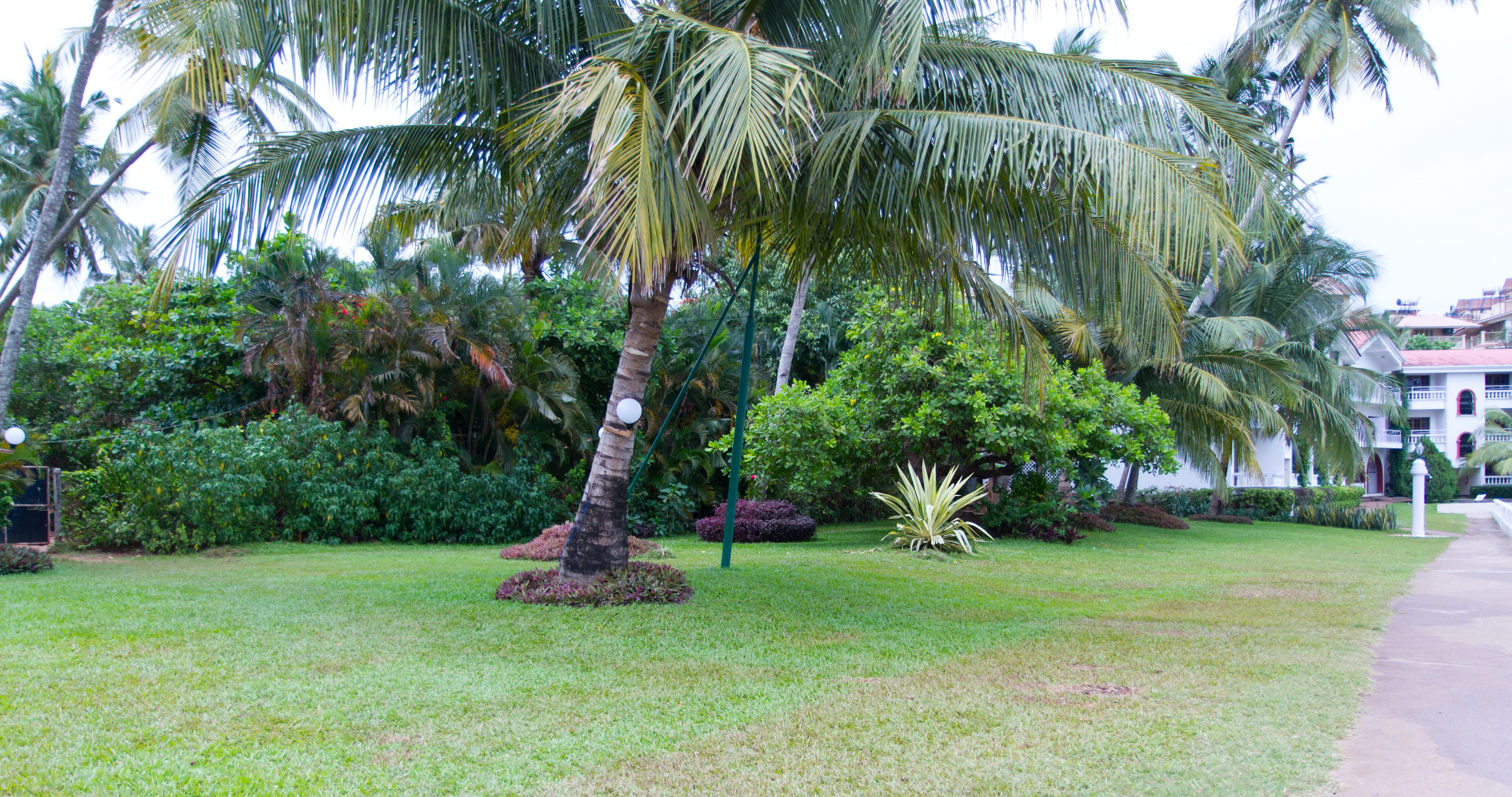 Ein gepflegter Garten mit Palmen und verschiedenen Sträuchern, einem gepflasterten Weg und einem Gebäude mit rotem Dach im Hintergrund.