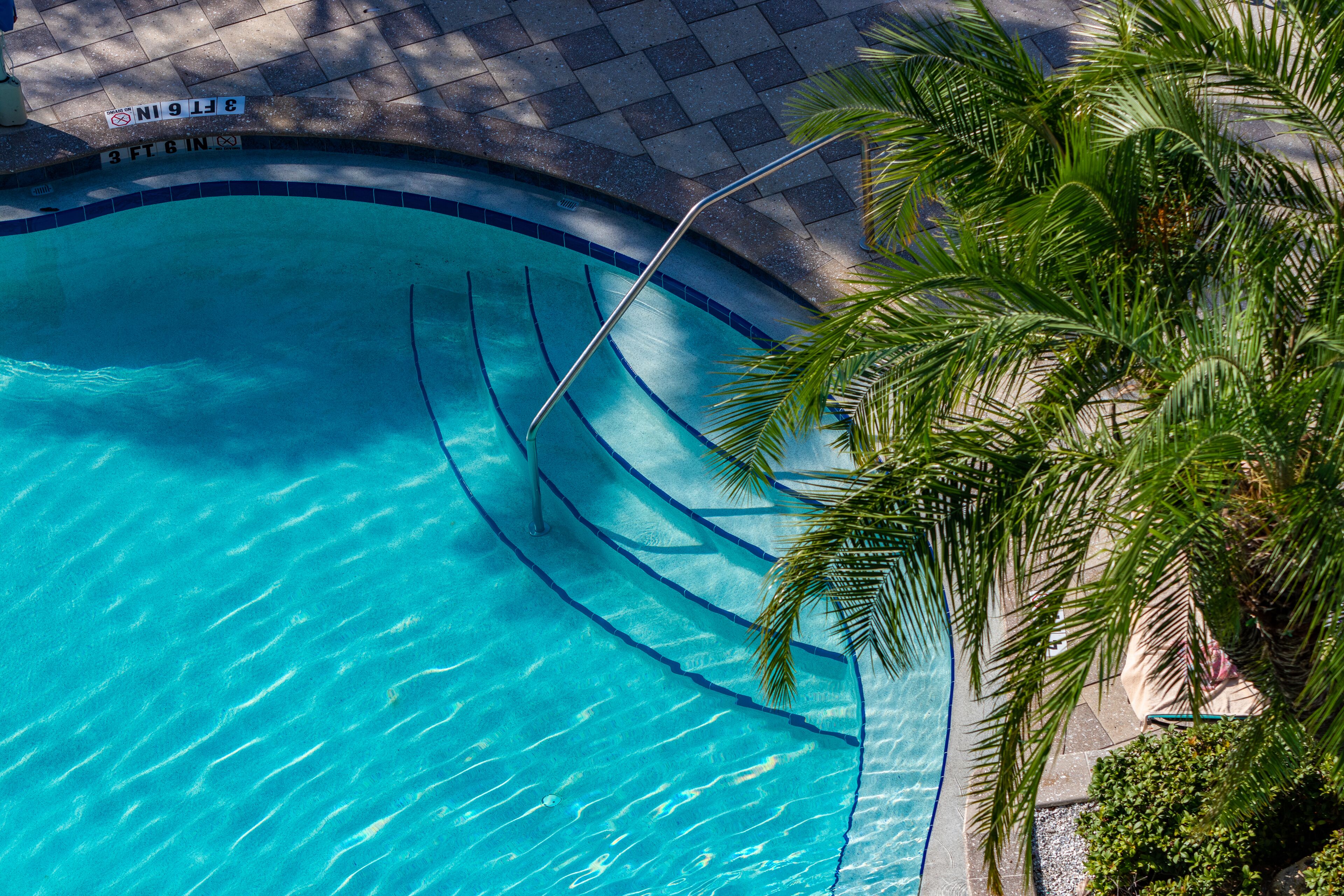 A clear blue swimming pool with a palm tree and tiled walkway.