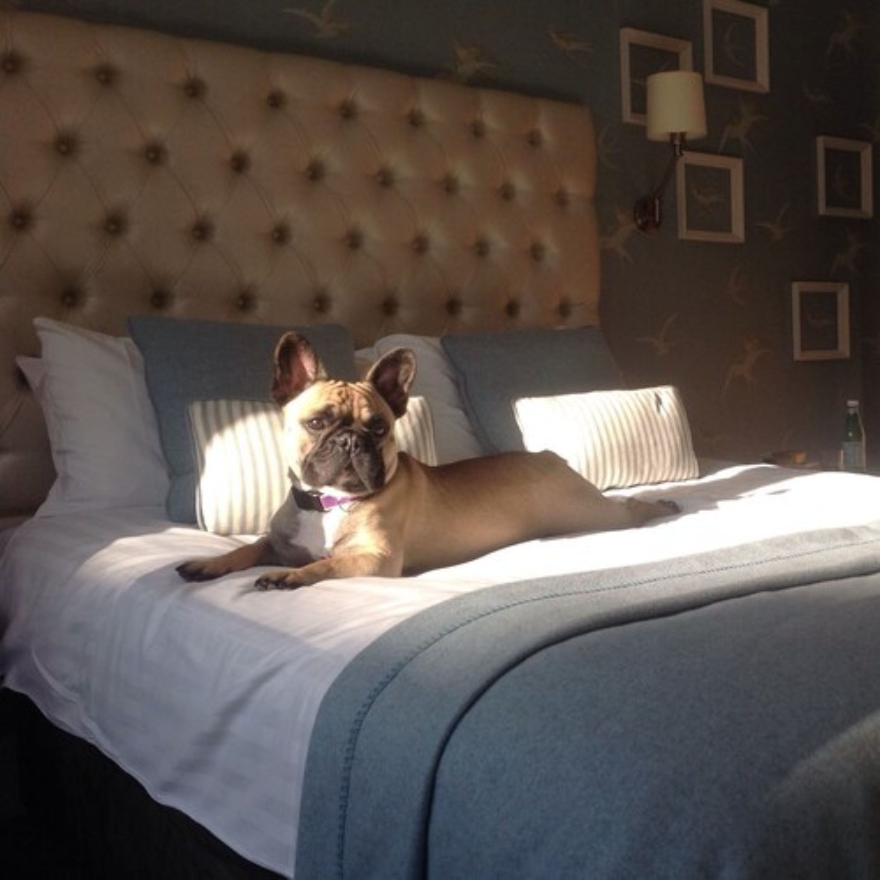 Foto - The Old Ship Hotel