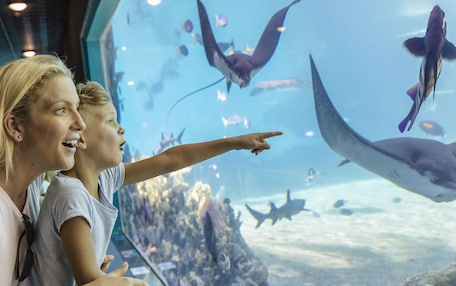 An aquarium with various marine life visible through the glass.