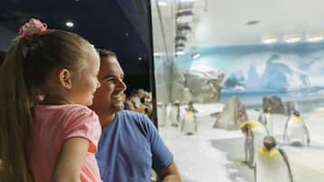 A man and a child observing penguins in an aquarium.