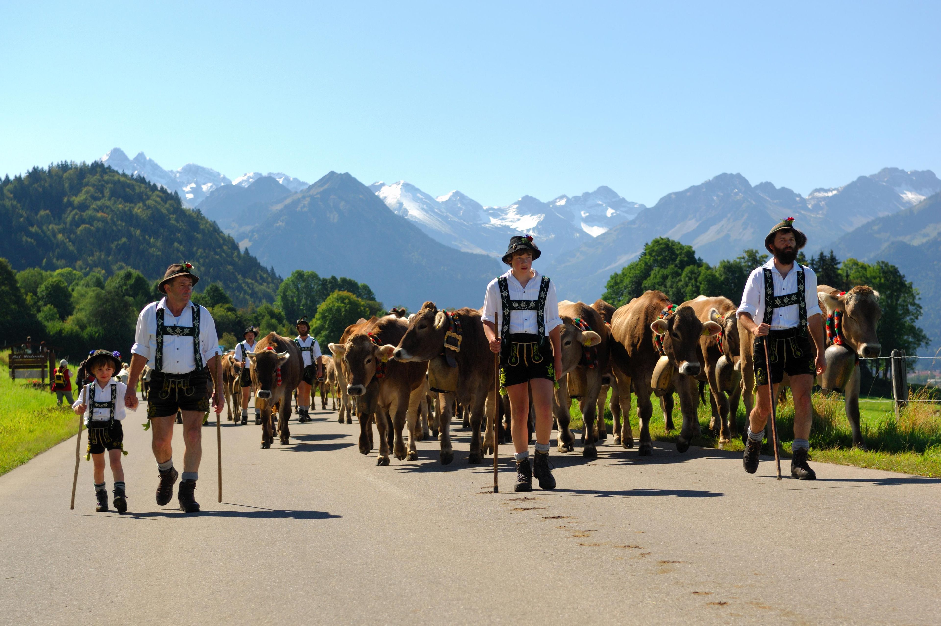 Un grupo de personas vestidas con atuendo tradicional caminando con vacas por un camino con montañas al fondo.