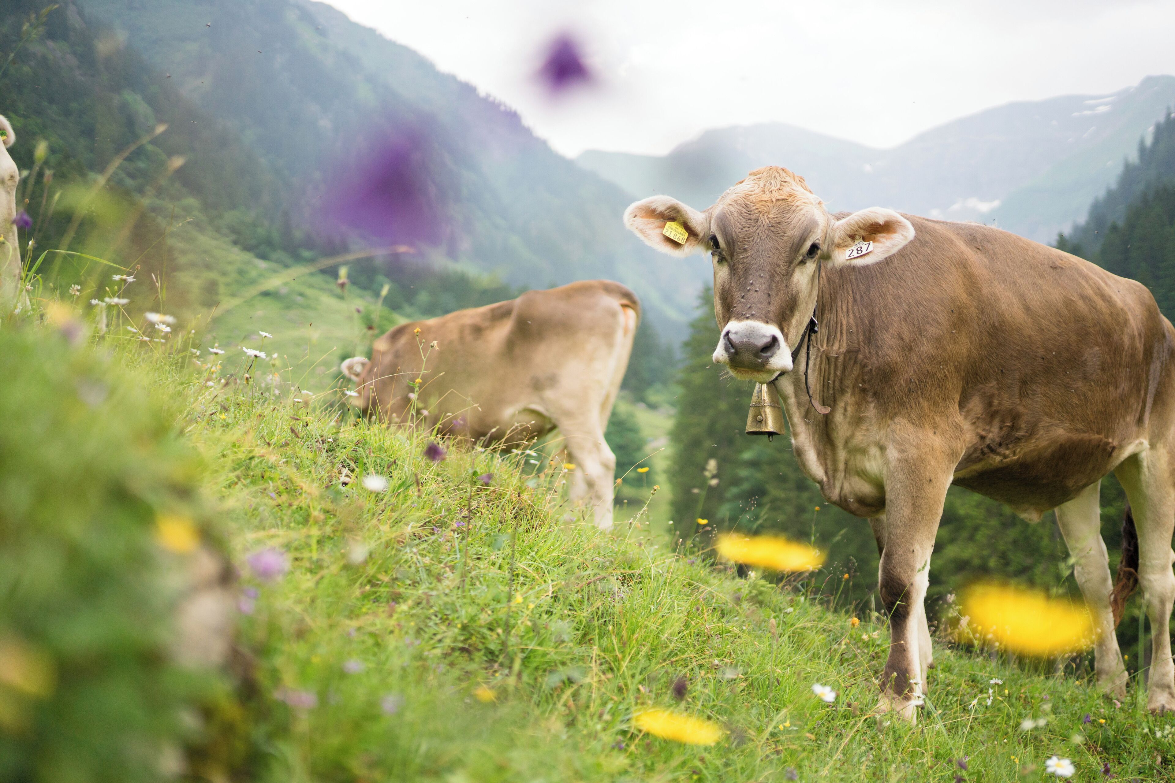 Photo - Alpenhof Oberstdorf Hotel & SPA, Signature Collection by BW