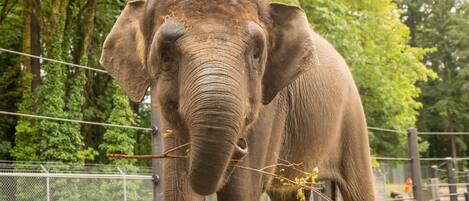 Een olifant in een omheind verblijf met bomen op de achtergrond.