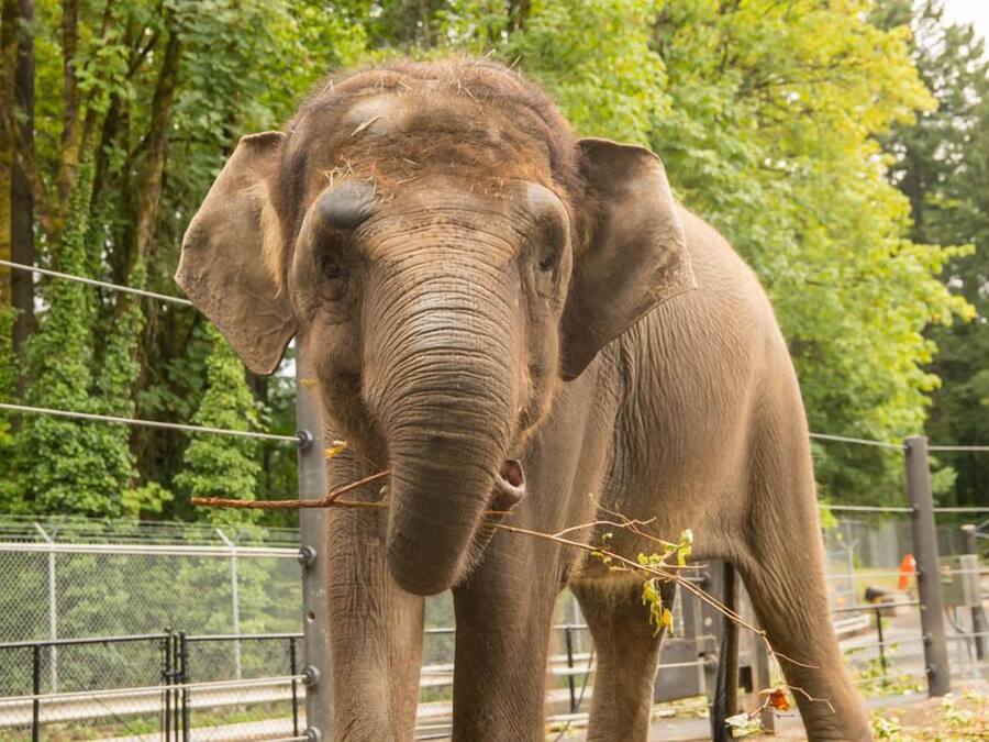 Ein Elefant in einem von Zäunen umgebenen Gehege, im Hintergrund Bäume.