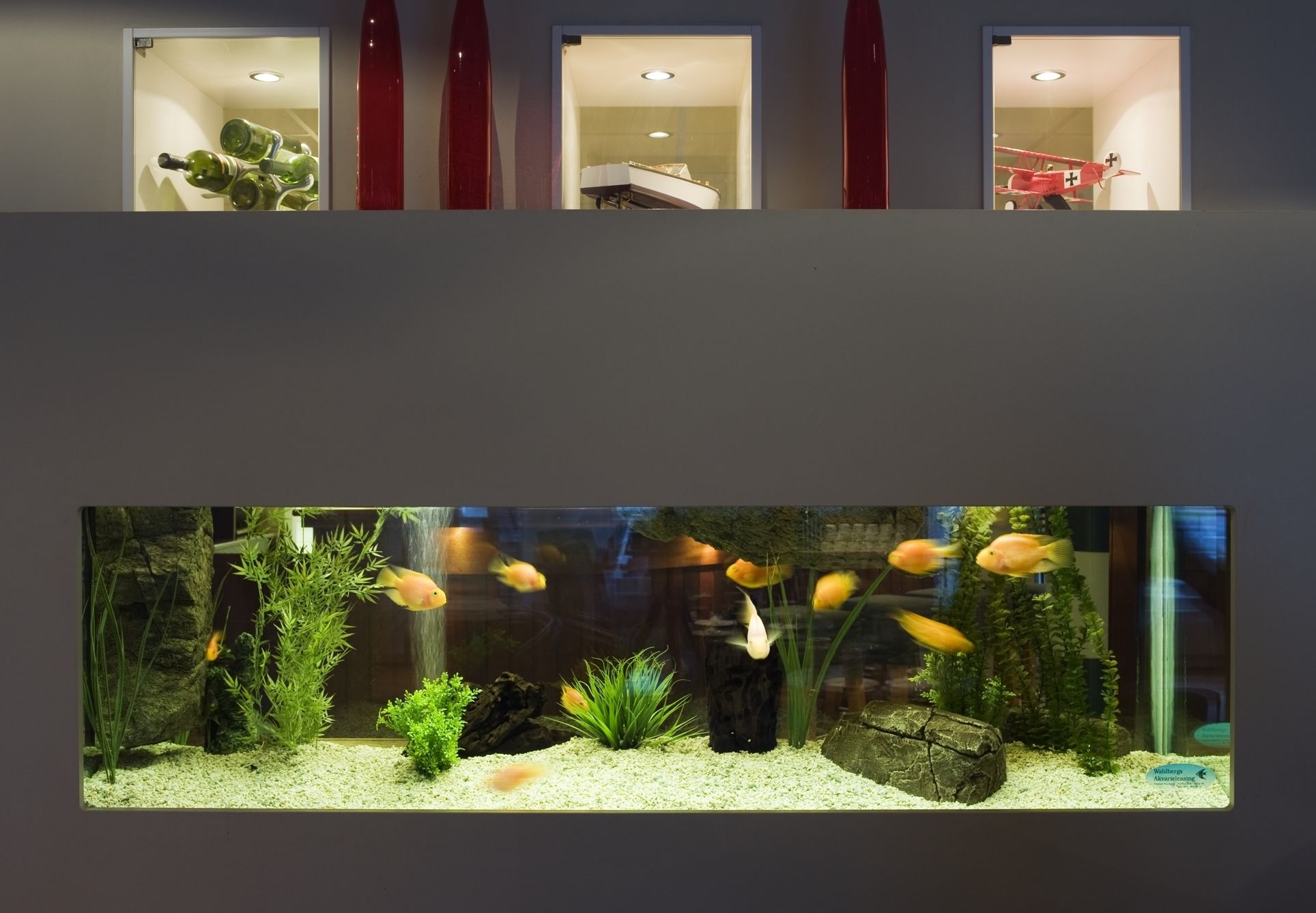Un aquari amb peixos daurat i plantes aquàtiques.