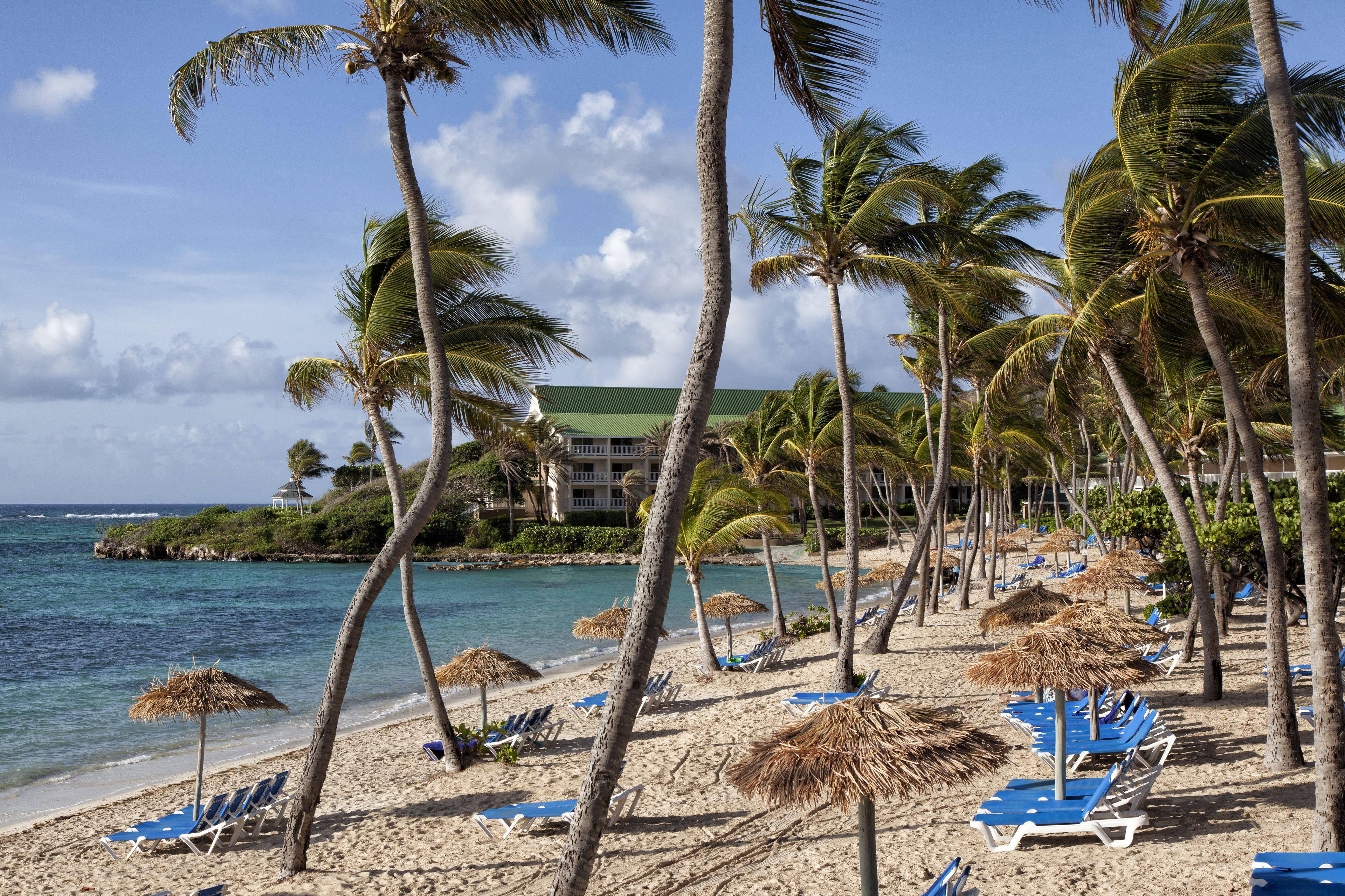 A beach with palm trees, blue lounge chairs, and thatched umbrellas.