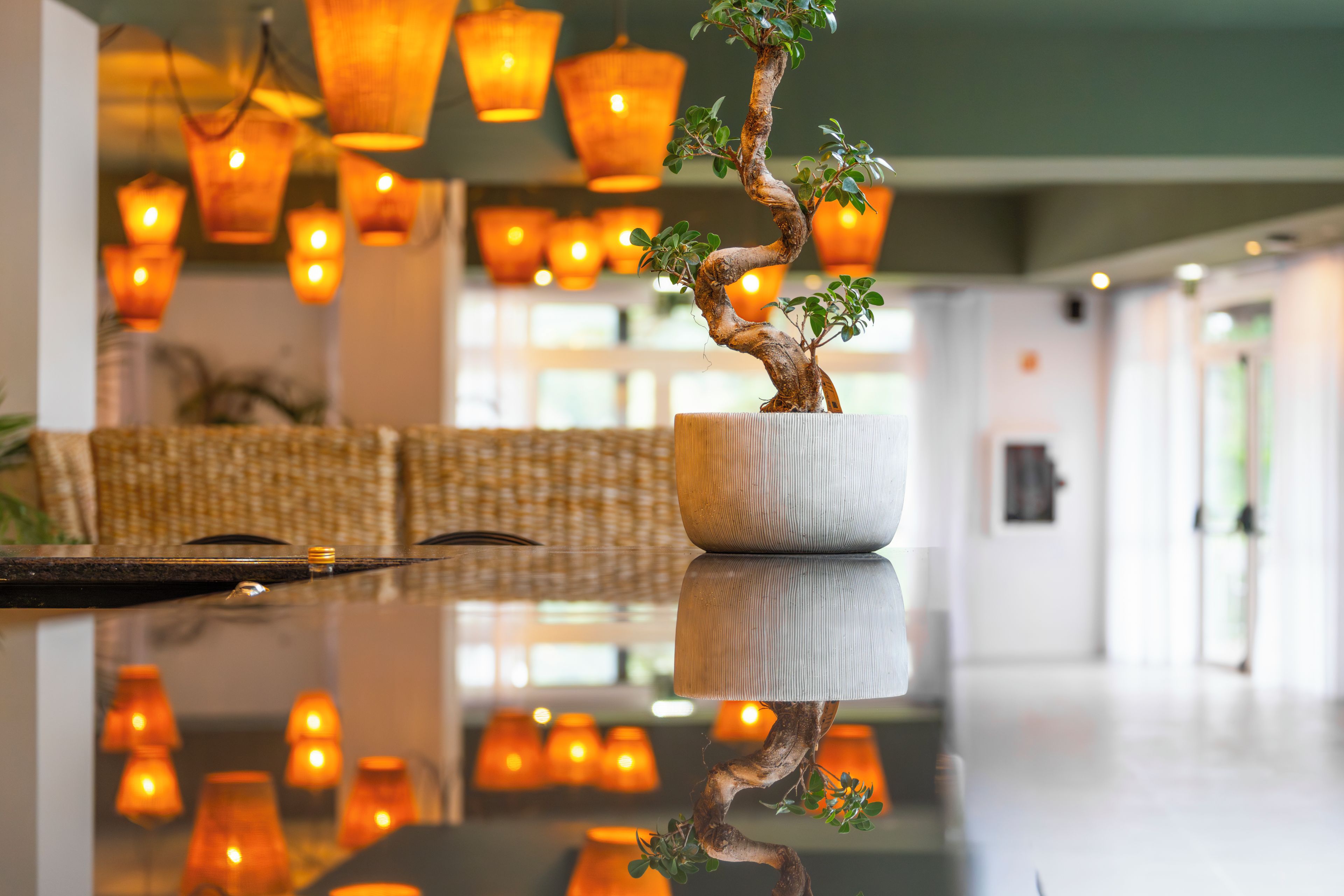 A bonsai tree in a white pot on a reflective surface with a modern interior featuring hanging lamps and a wicker sofa.