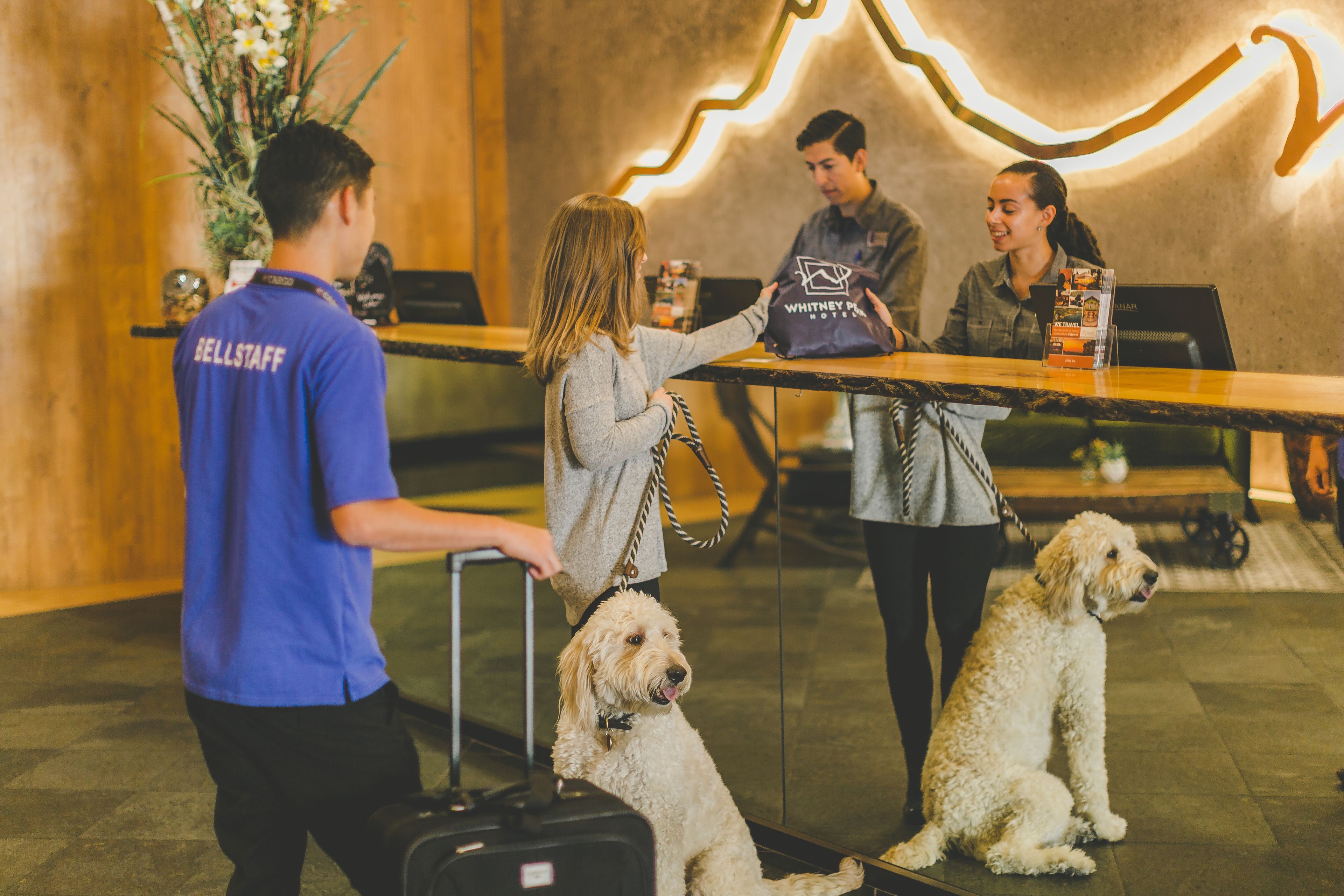 A hotel reception area with a reception desk, a bellstaff, and two dogs sitting on the floor.