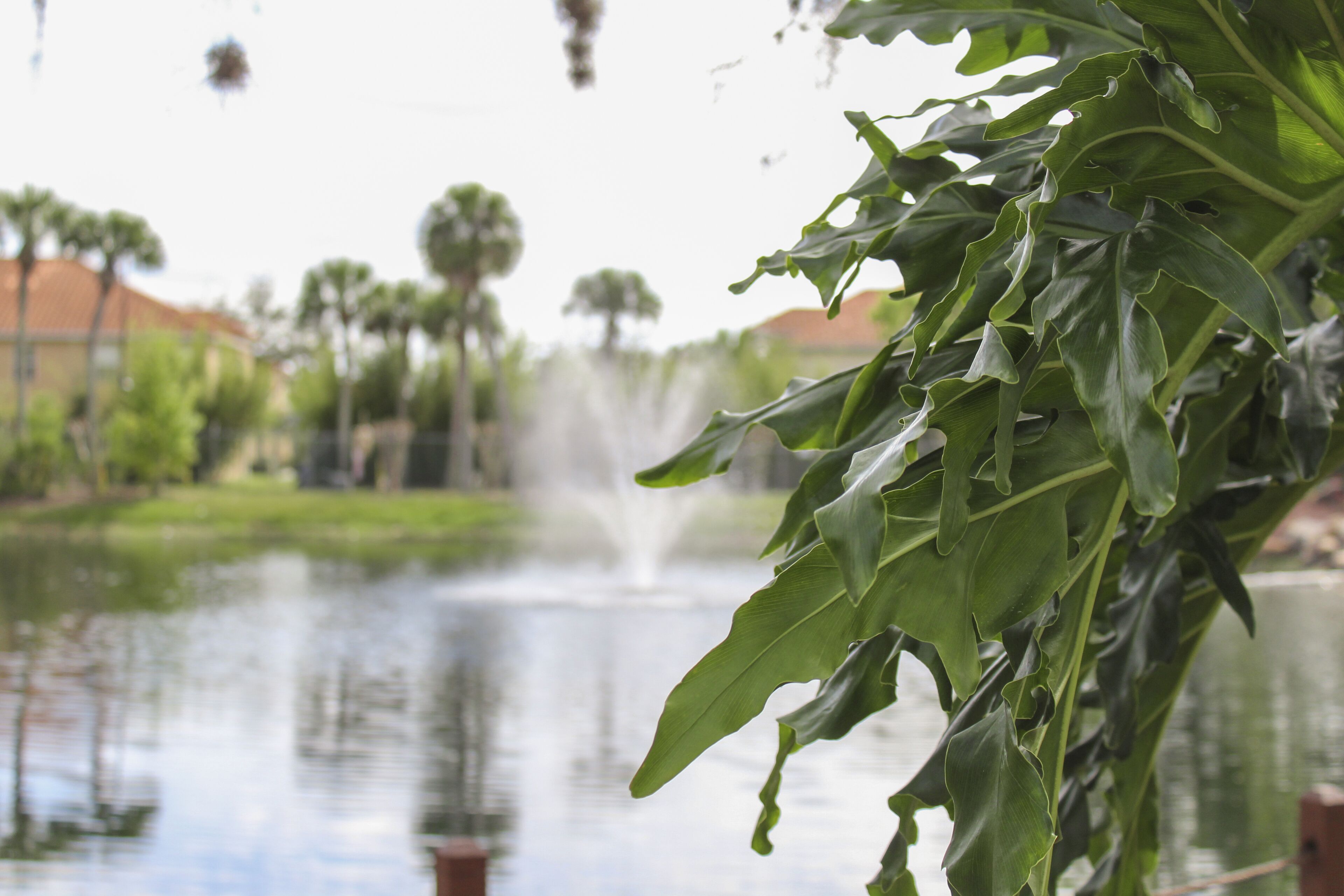 A pond with a fountain, surrounded by greenery and buildings in the background.