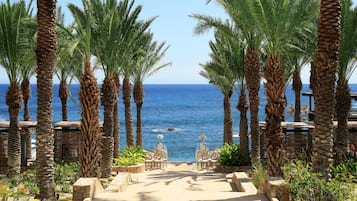 A pathway lined with palm trees leading to a beach with a clear view of the ocean.