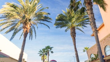 Enjoy a thrilling water slide experience surrounded by lush palm trees.