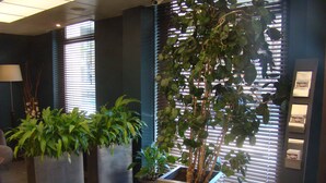 Un área de recepción con plantas en macetas, un mostrador de recepción y una ventana con persianas.