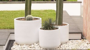 Three potted cacti in white planters on a paved surface with a building and tree in the background.