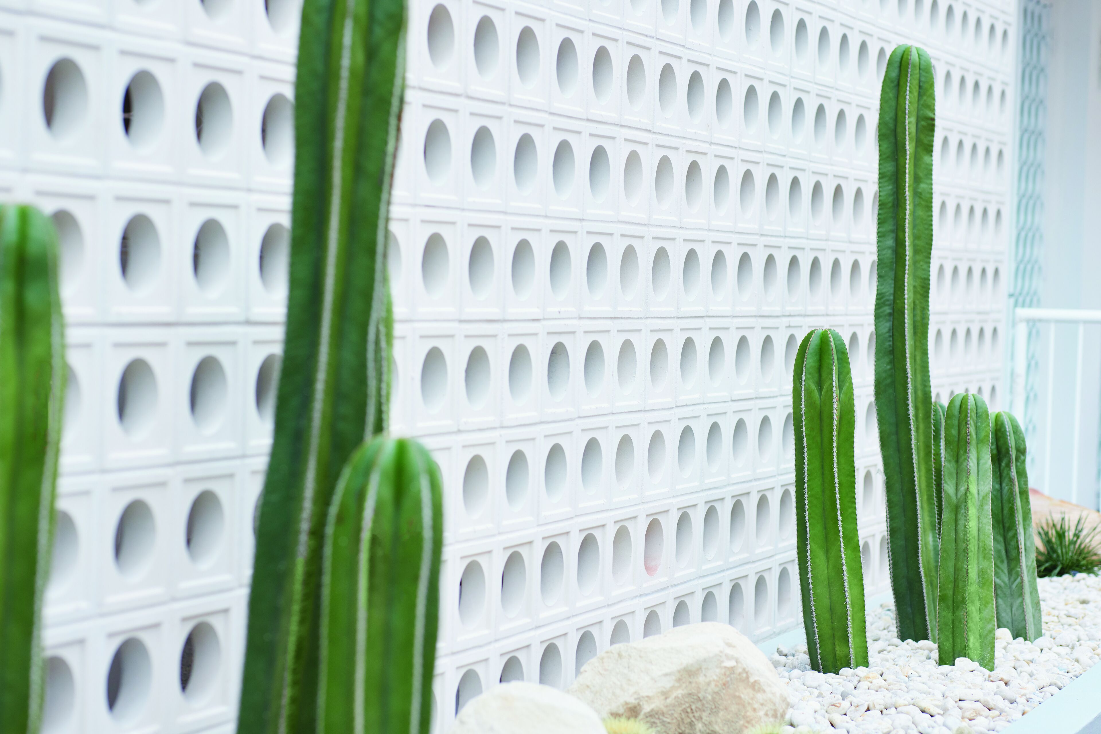 A cactus garden with a white perforated wall in the background.