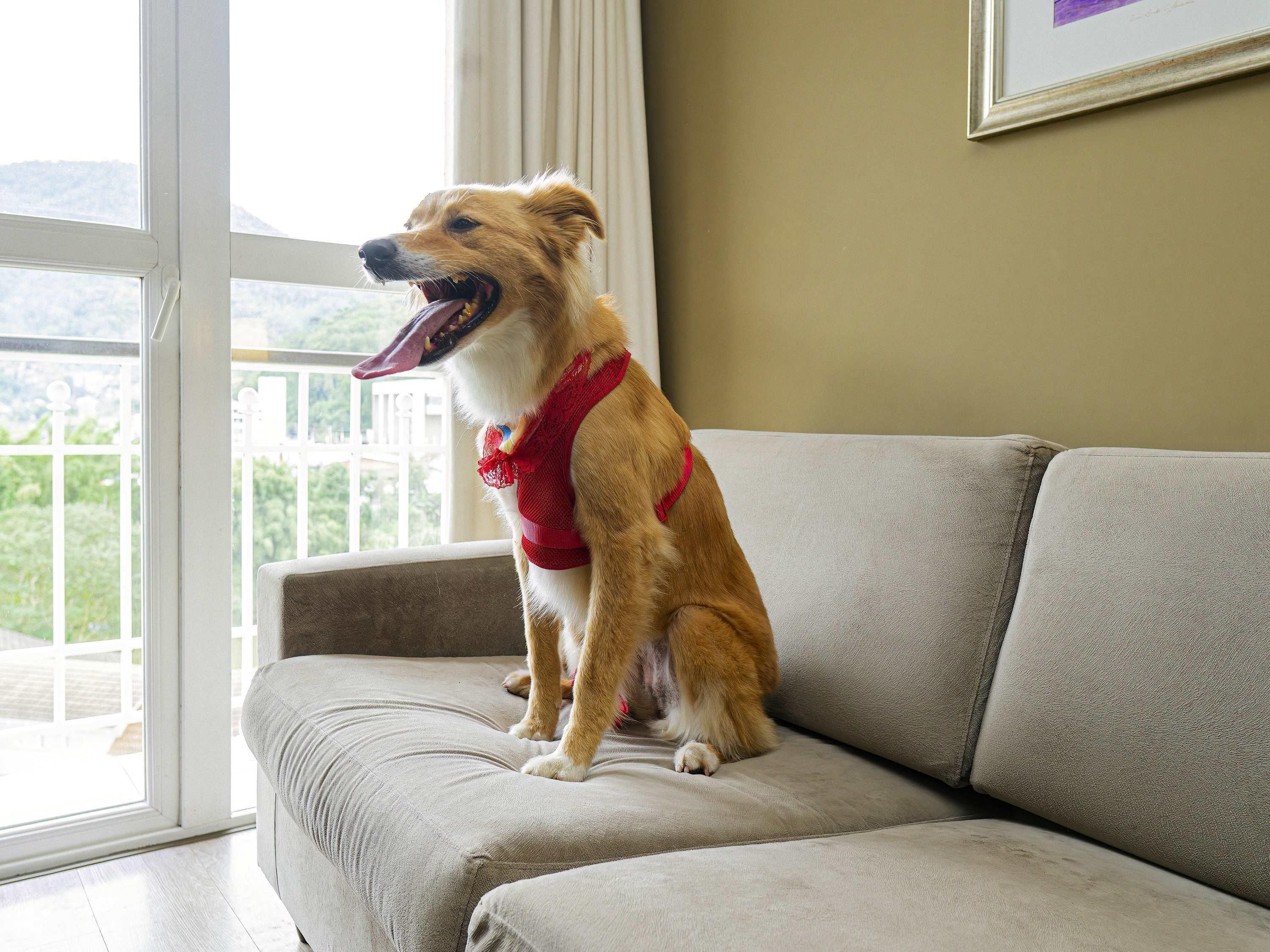 A dog sitting on a sofa with a view of a balcony.