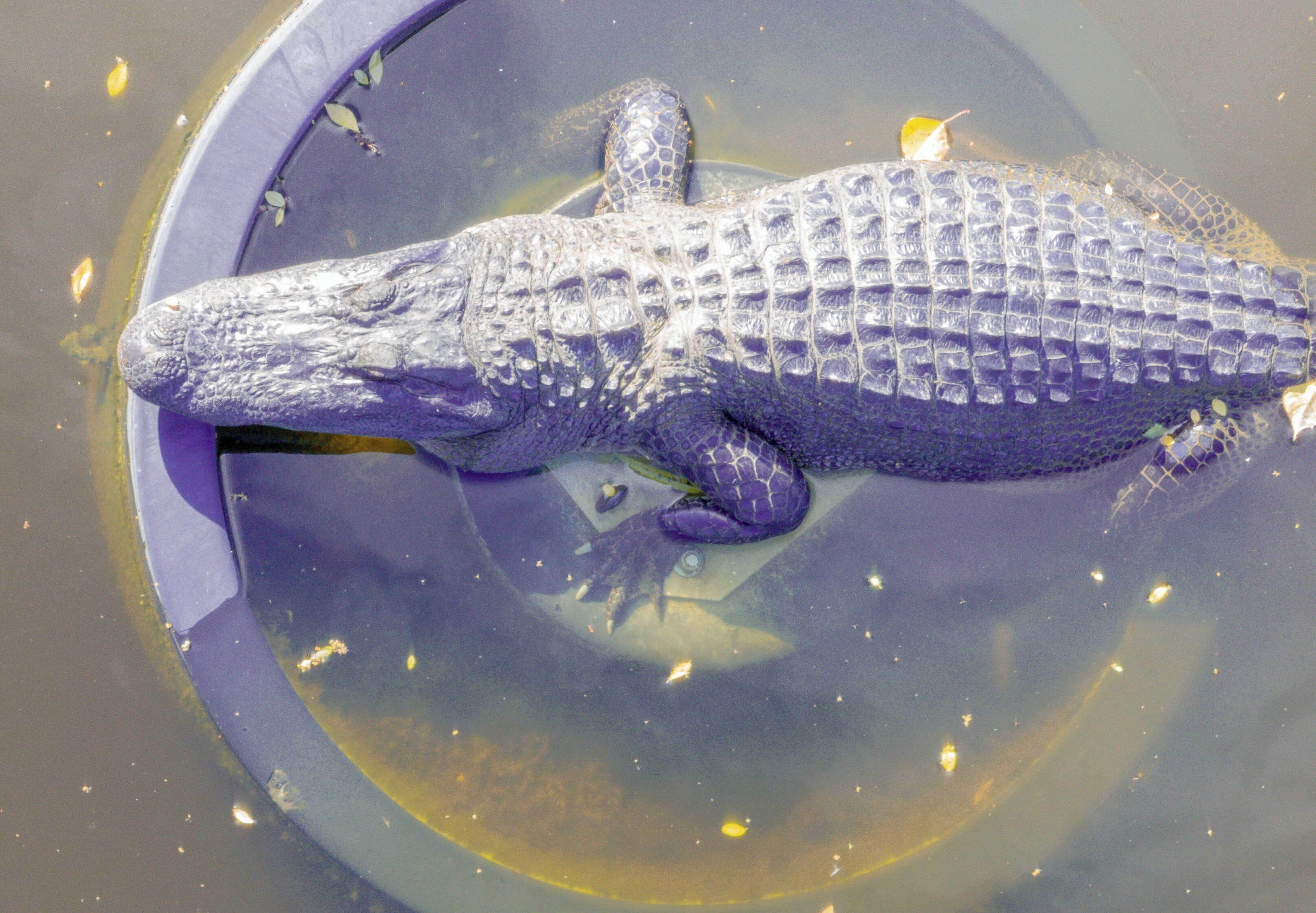 A large alligator in a circular enclosure with water.