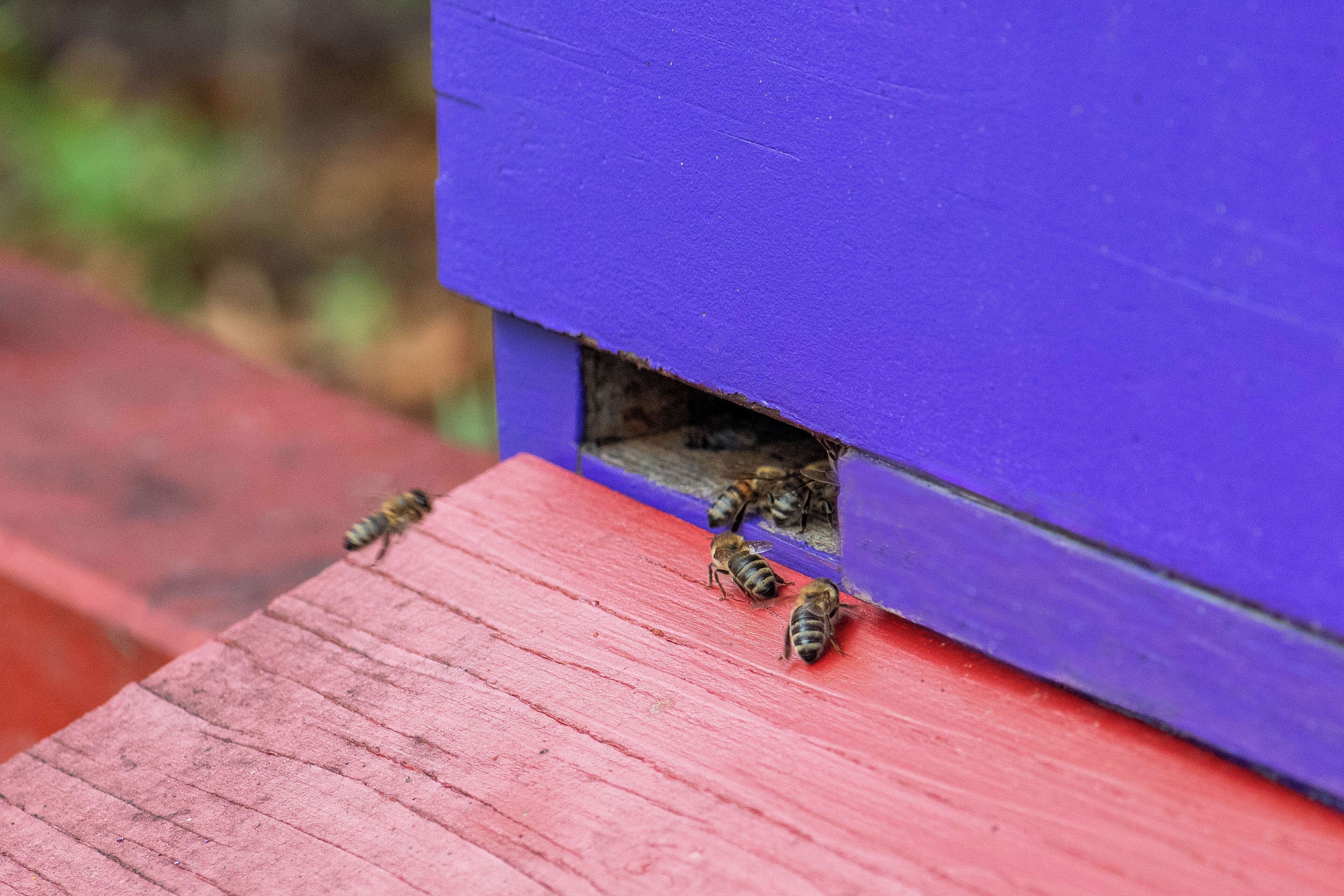 A beehive with a purple entrance and bees on a red wooden surface.